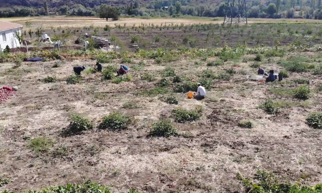 Bu köyde yaşayanlar paraya para demiyorlar! Topraktan adeta para fışkırıyor: Tescilli sebze, sadece orada yetişiyor 1